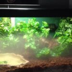 Best Humidifier for Indoor Red Foot Tortoise Enclosure