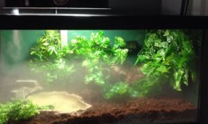 Best Humidifier for Indoor Red Foot Tortoise Enclosure