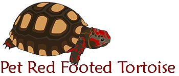 Pet Red Footed Tortoise