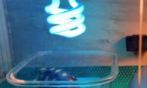 Best UV Bulb for Red Foot Tortoises