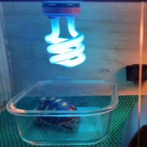 Best UV Bulb for Red Foot Tortoises