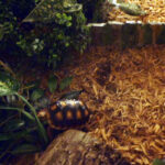 Mulch for Red Foot Tortoise