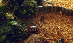 Mulch for Red Foot Tortoise